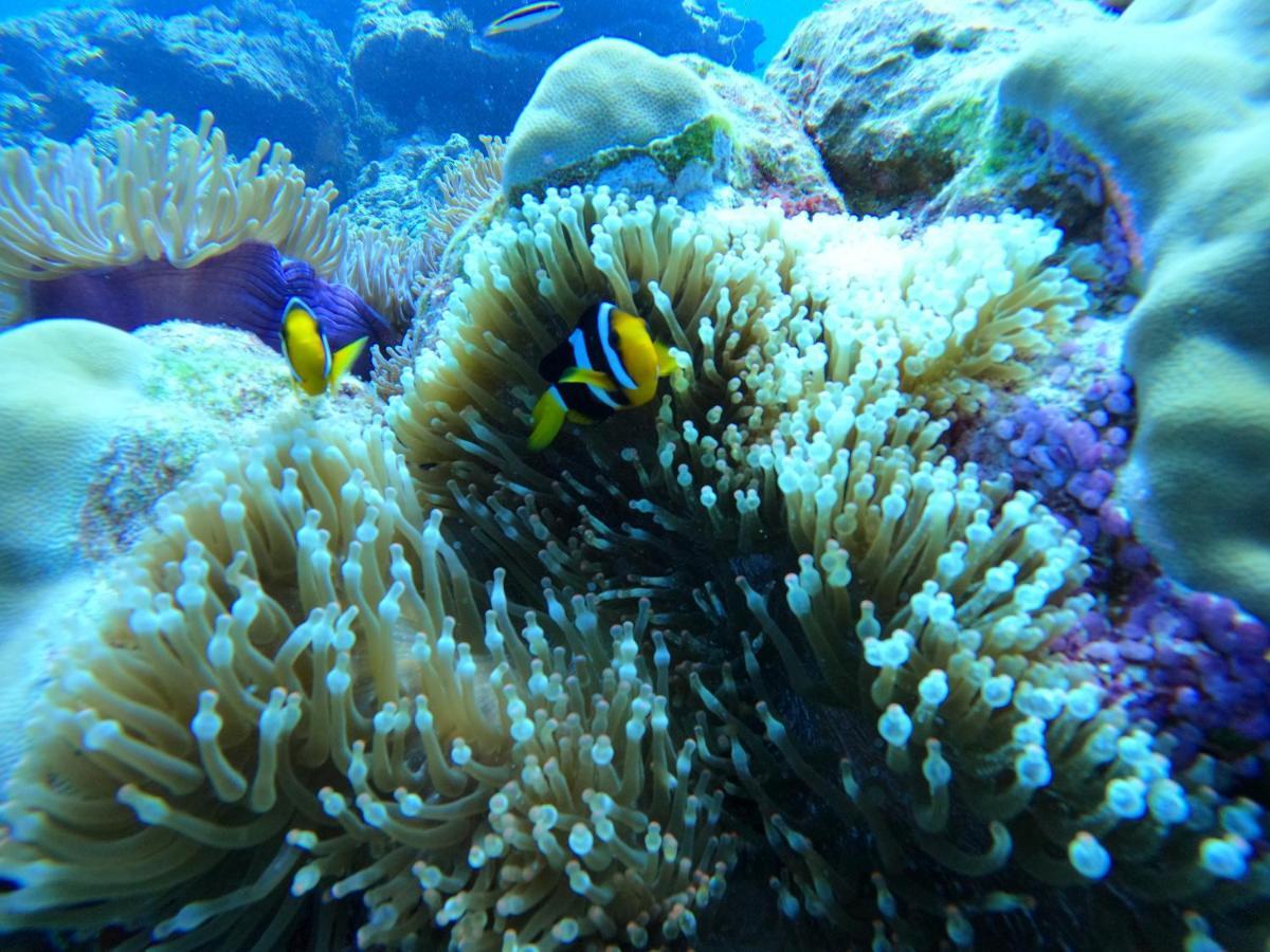 Coral Beach Maldives Hangnaameedhoo Eksteriør billede